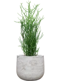 Euphorbia tirucalli in Baq Algar Grond (Vulkastrat)