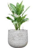 Aglaonema 'Chantal' in Baq Algar Grond (Vulkastrat)
