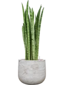 Sansevieria zeylanica 'Narrow' in Baq Algar Hydrocultuur