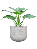 Alocasia cucullata in Baq Algar Hydrocultuur