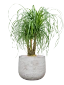 Beaucarnea recurvata in Baq Algar Hydrocultuur