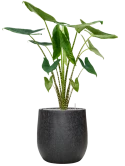 Alocasia zebrina in Baq Raindrop Grond (Vulkastrat)