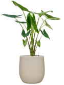 Alocasia zebrina in Baq Raindrop Grond (Vulkastrat)