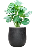 Monstera deliciosa in Baq Raindrop Grond (Vulkastrat)