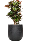 Croton (Codiaeum) variegatum 'Petra' in Baq Raindrop Grond (Vulkastrat)