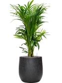 Kentia (Howea) forsteriana in Baq Raindrop Grond (Vulkastrat)