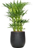 Kentia (Howea) forsteriana in Baq Raindrop Hydrocultuur