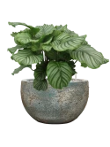 Calathea orbifolia in Baq Sandora Grond (Vulkastrat) Grond (Vulkastrat)