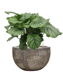 Calathea orbifolia in Baq Sandora Grond (Vulkastrat) Grond (Vulkastrat)
