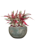 Stromanthe Sanguinea 'Triostar' in Baq Sandora Grond (Vulkastrat) Grond (Vulkastrat)