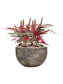 Stromanthe Sanguinea 'Triostar' in Baq Sandora Grond (Vulkastrat) Grond (Vulkastrat)