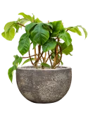 Philodendron squamiferum in Baq Sandora Grond (Vulkastrat) Grond (Vulkastrat)