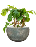 Philodendron squamiferum in Baq Sandora Grond (Vulkastrat) Grond (Vulkastrat)
