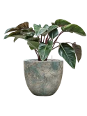 Philodendron 'Red Beauty' in Baq Sandora Grond (Vulkastrat)