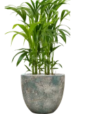 Kentia (Howea) forsteriana in Baq Sandora Grond (Vulkastrat)