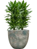 Dracaena fragrans 'Janet Lind' in Baq Sandora Grond (Vulkastrat)
