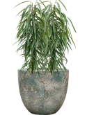 Ficus binnendijkii 'Alii' in Baq Sandora Grond (Vulkastrat)