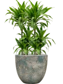 Dracaena fragrans 'Janet Craig' in Baq Sandora Grond (Vulkastrat)