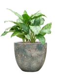 Aglaonema 'Chantal' in Baq Sandora Hydrocultuur