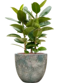 Ficus elastica 'Robusta' in Baq Sandora Hydrocultuur