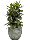 Ficus cyathistipula in Baq Sandora Hydrocultuur