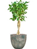 Ficus benghalensis 'Audrey' in Baq Sandora Hydrocultuur