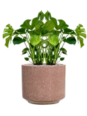 Monstera deliciosa in Baq Terrazzo Grond (Vulkastrat)