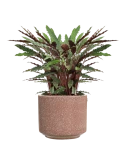 Calathea rufibarba 'Wavestar' in Baq Terrazzo Hydrocultuur