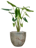 Alocasia zebrina in Baq Sandora Grond (Vulkastrat)