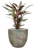 Calathea rufibarba 'Wavestar' in Baq Sandora Grond (Vulkastrat)
