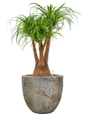 Beaucarnea recurvata in Baq Sandora Hydrocultuur