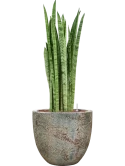 Sansevieria zeylanica 'Narrow' in Baq Sandora Hydrocultuur