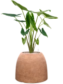 Alocasia zebrina in Colorado Grond (Vulkastrat)