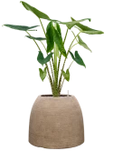 Alocasia zebrina in Colorado Grond (Vulkastrat)