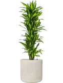 Dracaena fragrans 'Cintho' in Antwerp Grond (Vulkastrat)