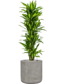 Dracaena fragrans 'Cintho' in Antwerp Grond (Vulkastrat)