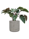 Philodendron 'Red Beauty' in Antwerp Grond (Vulkastrat)