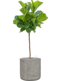 Ficus lyrata in Antwerp Grond (Vulkastrat)