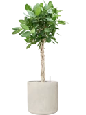 Ficus benghalensis 'Audrey' in Antwerp Grond (Vulkastrat)