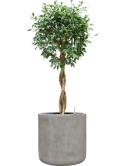 Ficus microcarpa 'Nitida' in Antwerp Grond (Vulkastrat)