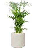 Kentia (Howea) forsteriana in Antwerp Hydrocultuur