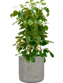 Tetrastigma voinierianum in Antwerp Hydrocultuur
