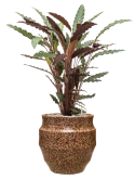 Calathea rufibarba 'Wavestar' in Samba Grond (Vulkastrat)