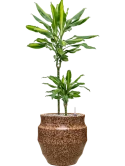 Dracaena fragrans 'Cintho' in Samba Grond (Vulkastrat)