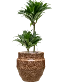 Dracaena fragrans 'Compacta' in Samba Grond (Vulkastrat)