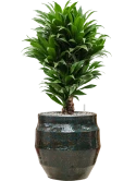 Dracaena fragrans 'Compacta' in Samba Grond (Vulkastrat)