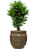 Dracaena fragrans 'Compacta' in Samba Grond (Vulkastrat)