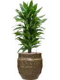 Dracaena fragrans 'Janet Lind' in Samba Grond (Vulkastrat)