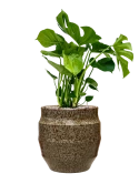 Monstera deliciosa in Samba Grond (Vulkastrat)