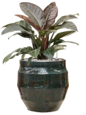 Philodendron 'Imperial Red' in Samba Grond (Vulkastrat)
